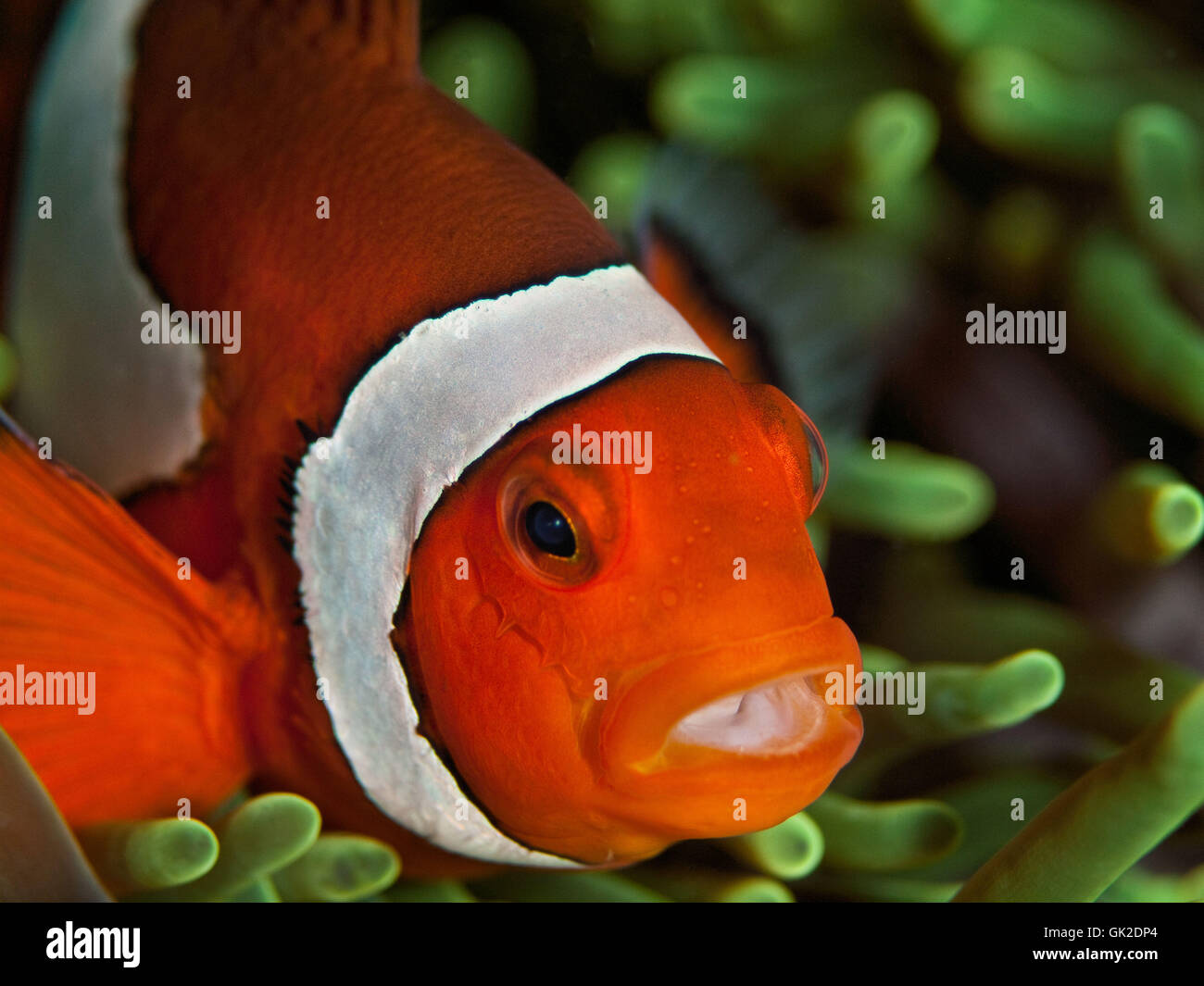 Nemo. Foto Stock