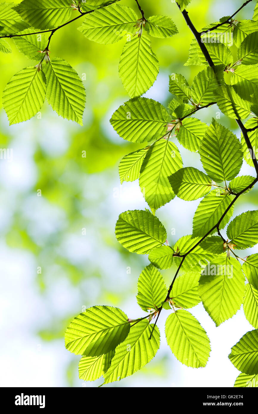 Molla a balestra armonia Foto Stock