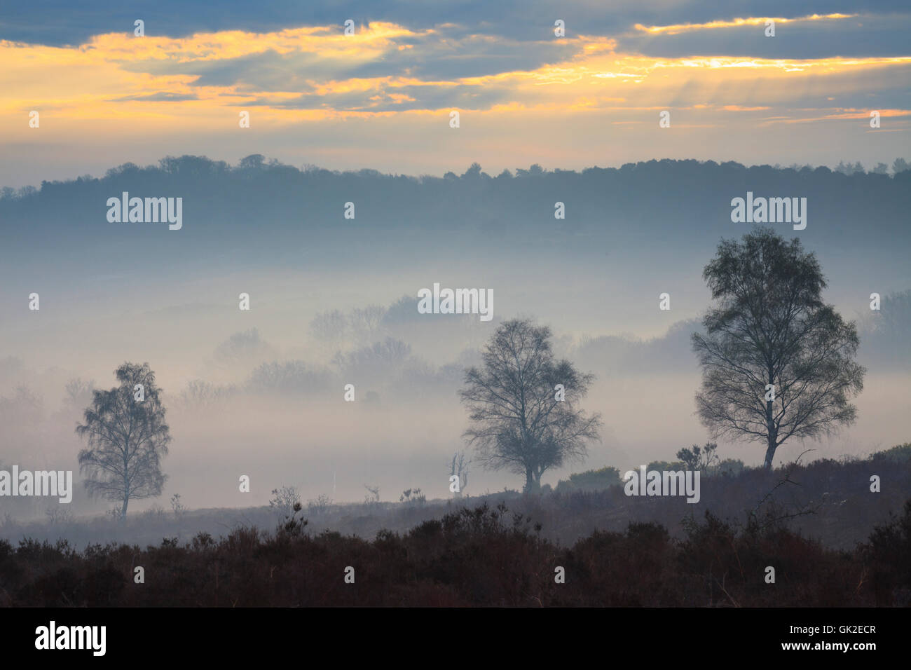 Albero nella nebbia catturato dalla collina Mogshade n la New Forest National Park. Foto Stock