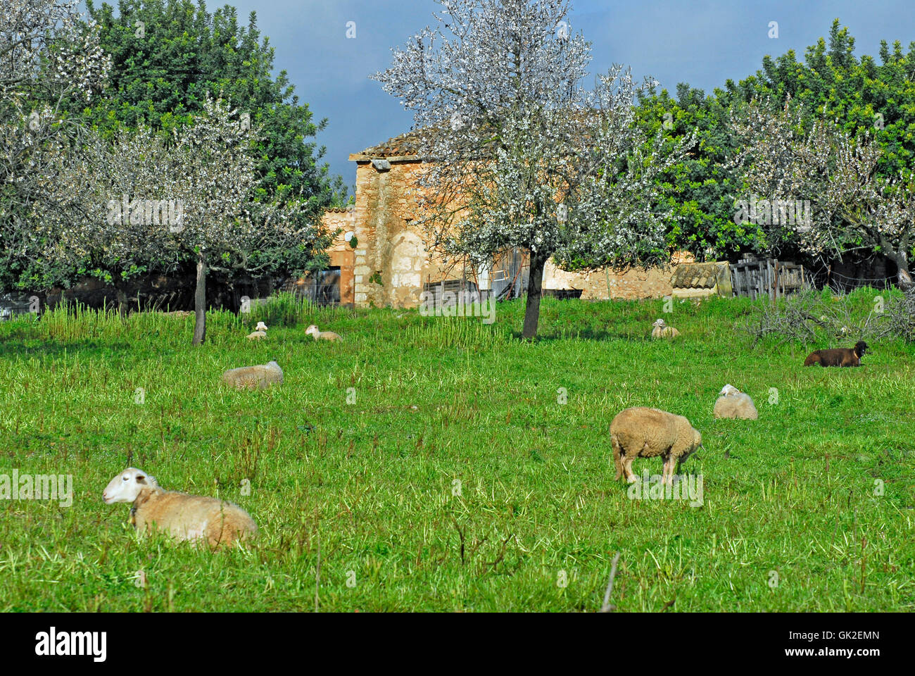 Costruzione casa agricoltura Foto Stock