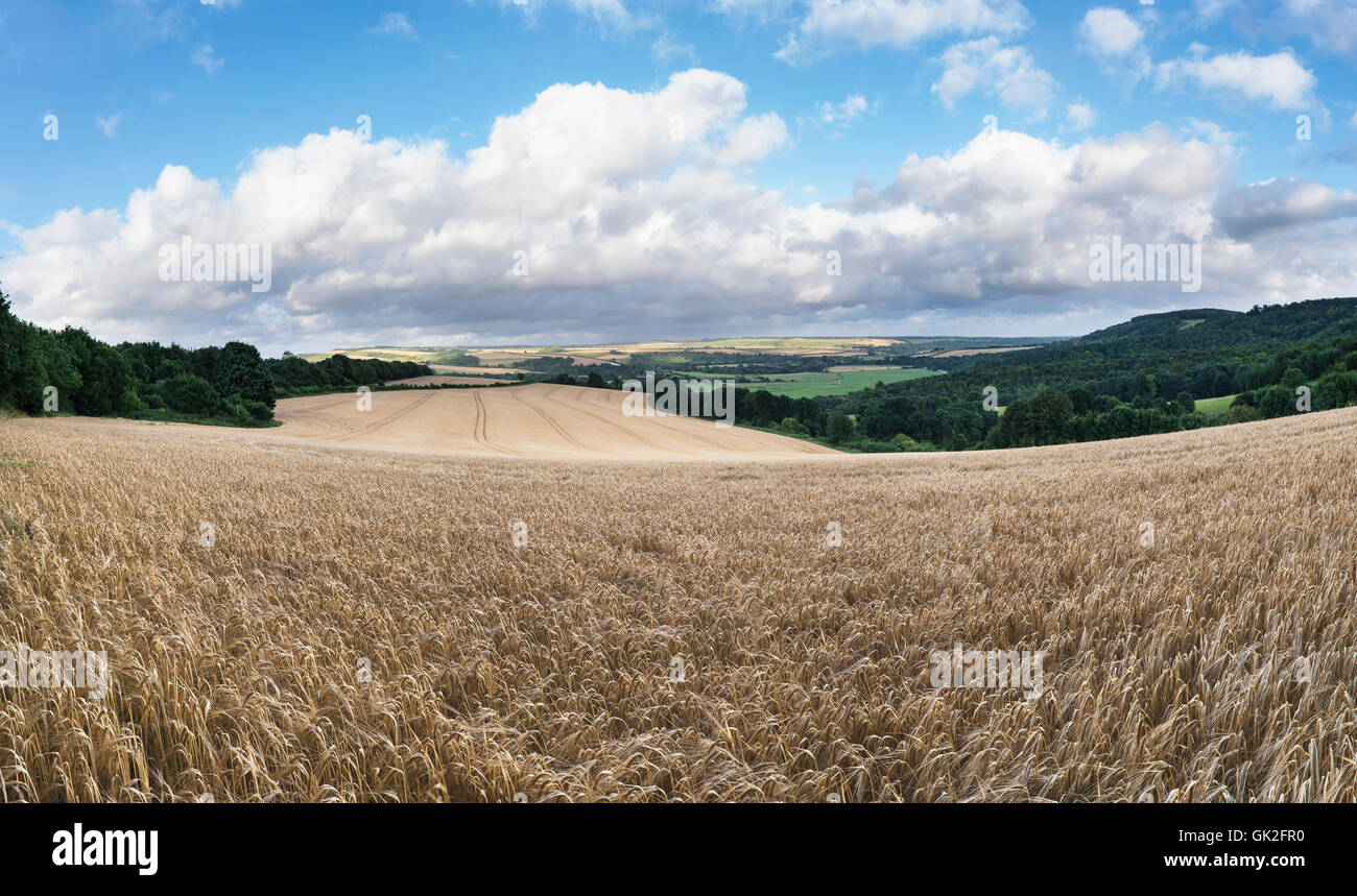 Bella immagine orizzontale di un enorme campo di orzo sul giorno di estate in campagna Foto Stock