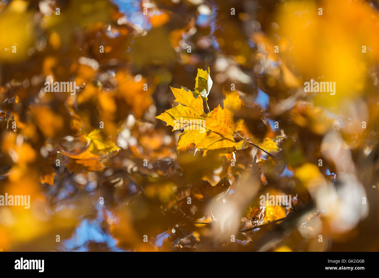 Bella colorata Foglie di autunno nel parco Foto Stock