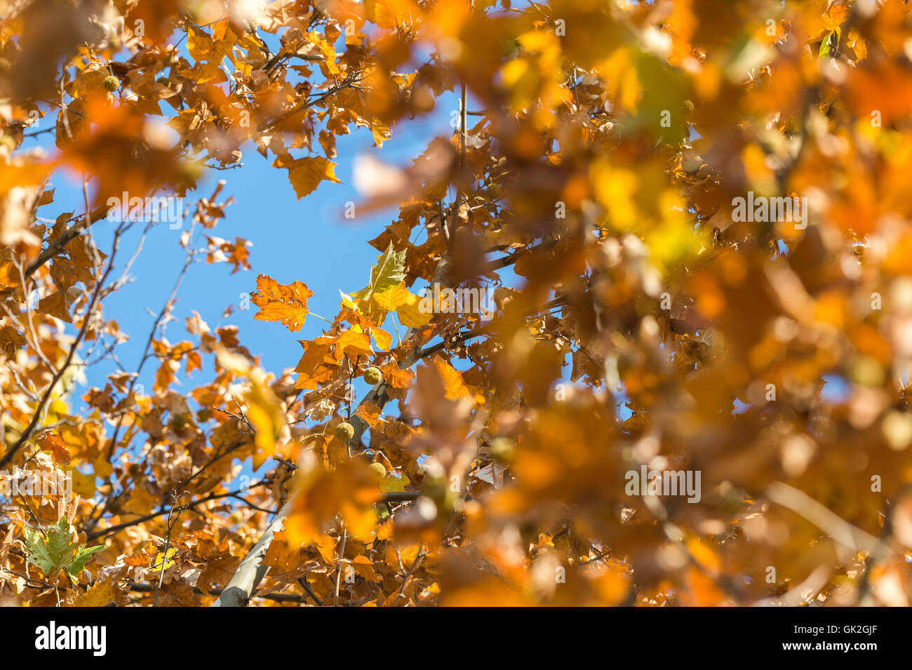 Bella colorata Foglie di autunno nel parco Foto Stock