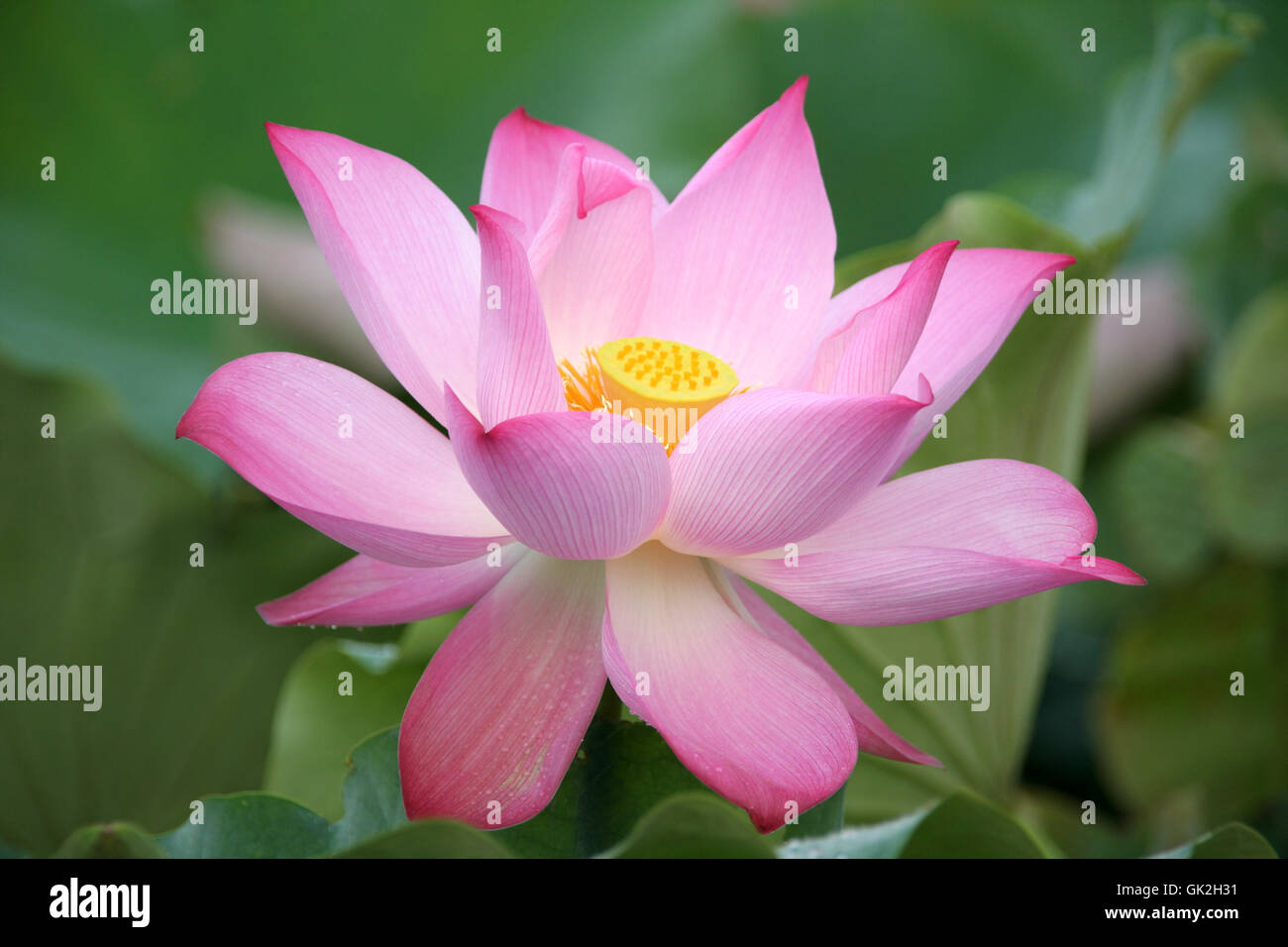 Piante e fiori sbocciano Foto Stock