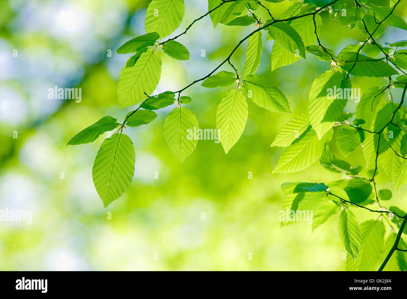 Molla a balestra armonia Foto Stock