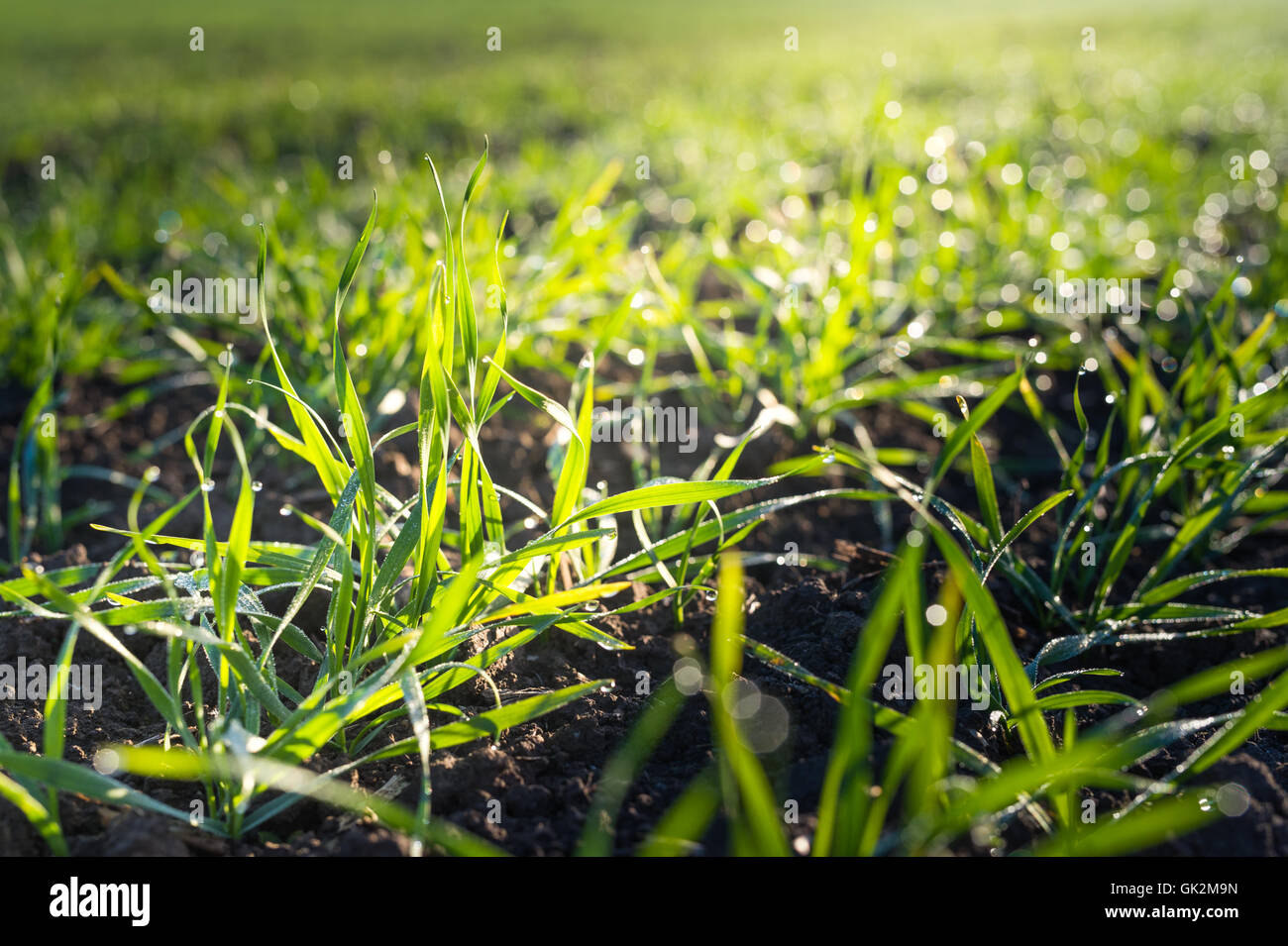 Inverno campo di grano a inizio primavera Foto Stock