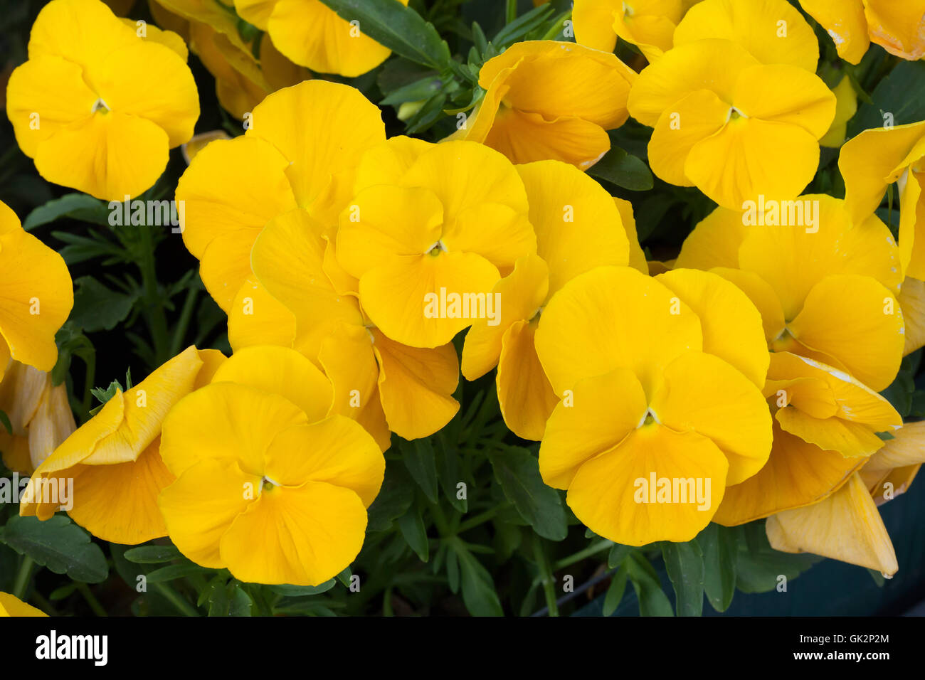 Giardino pansy (Viola tricolore var. hortensis). Fioritura delle piante. Foto Stock