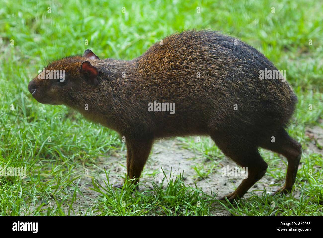 America centrale (agouti Dasyprocta punctata). La fauna animale. Foto Stock