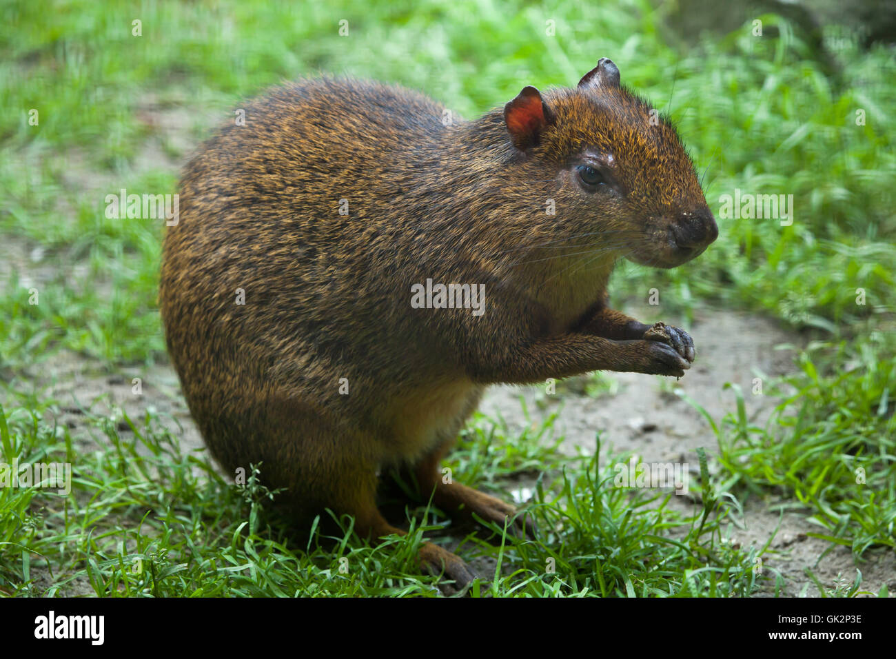 America centrale (agouti Dasyprocta punctata). La fauna animale. Foto Stock