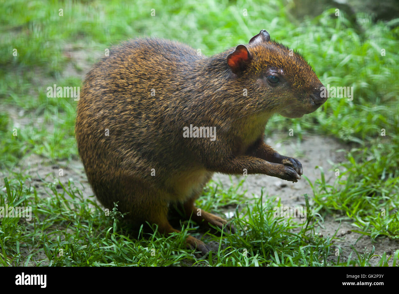 America centrale (agouti Dasyprocta punctata). La fauna animale. Foto Stock