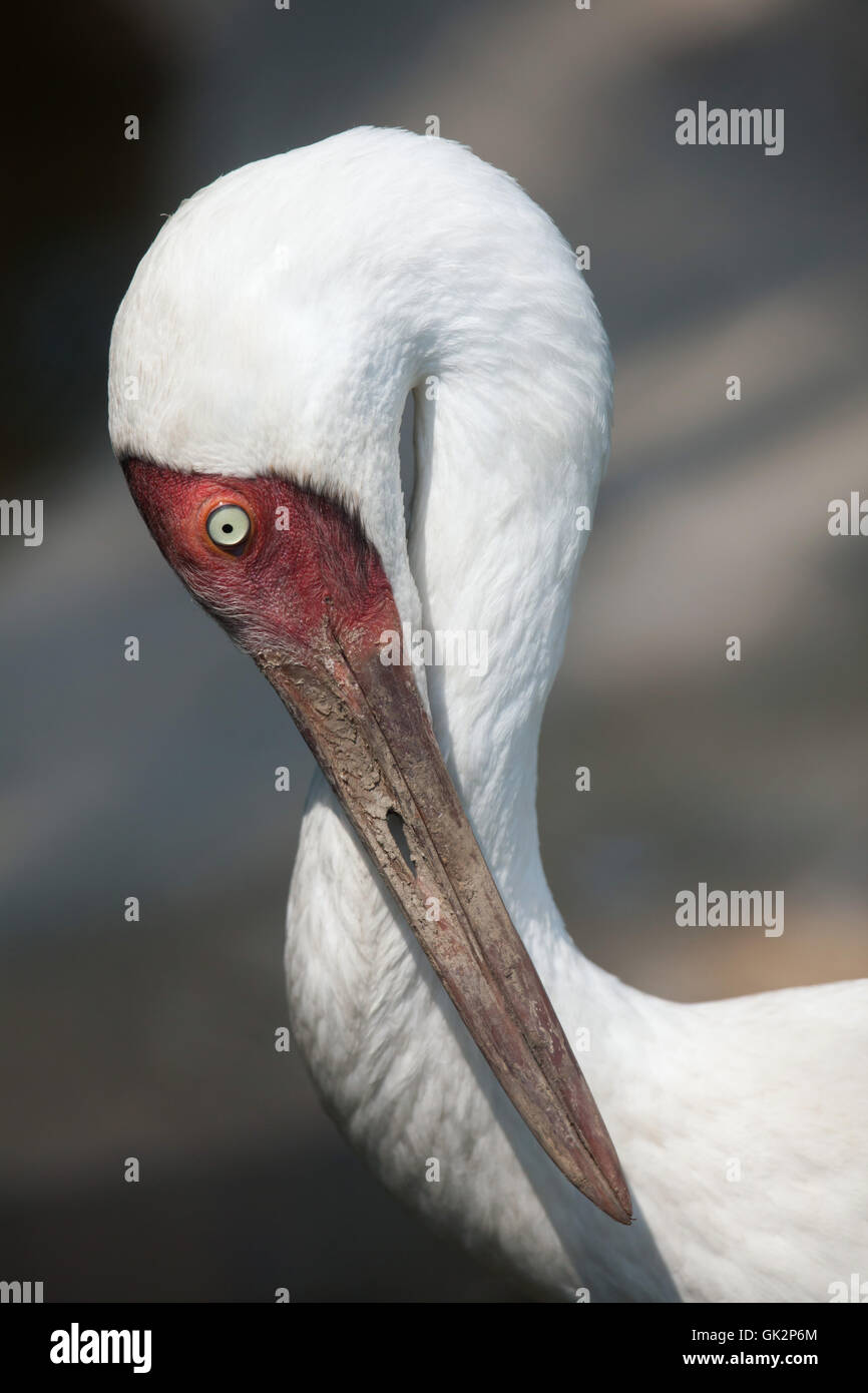 Gru siberiana (Grus leucogeranus), noto anche come la neve gru. La fauna animale. Foto Stock