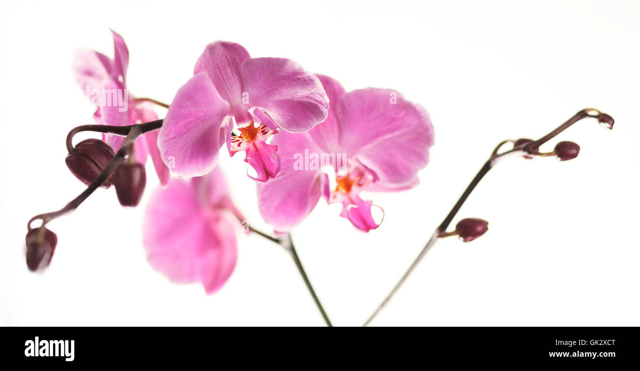 orchidea 2 Foto Stock