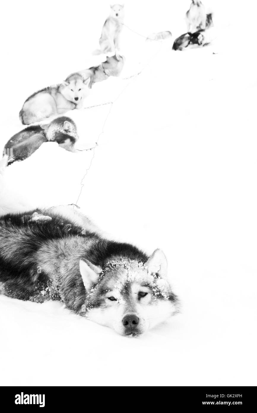 Sled Dog. La Groenlandia Foto Stock