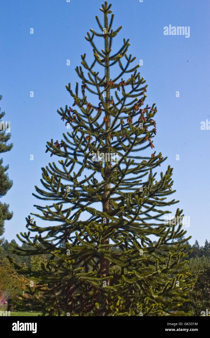 Araucaria araucana, Monkey Puzzle Tree Foto Stock