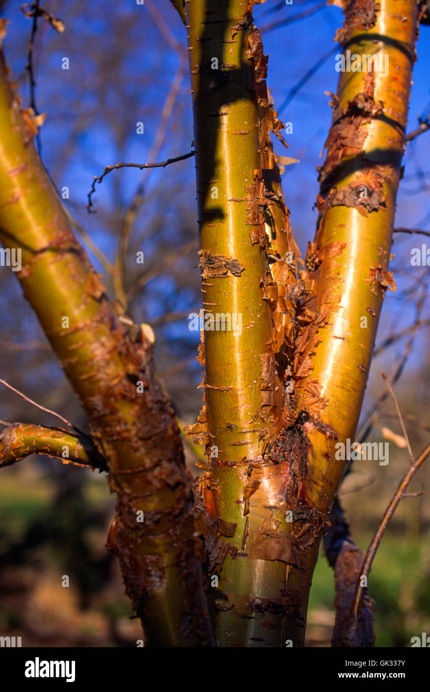 PRUNUS MAACKIA , tronco di albero, corteccia Foto Stock