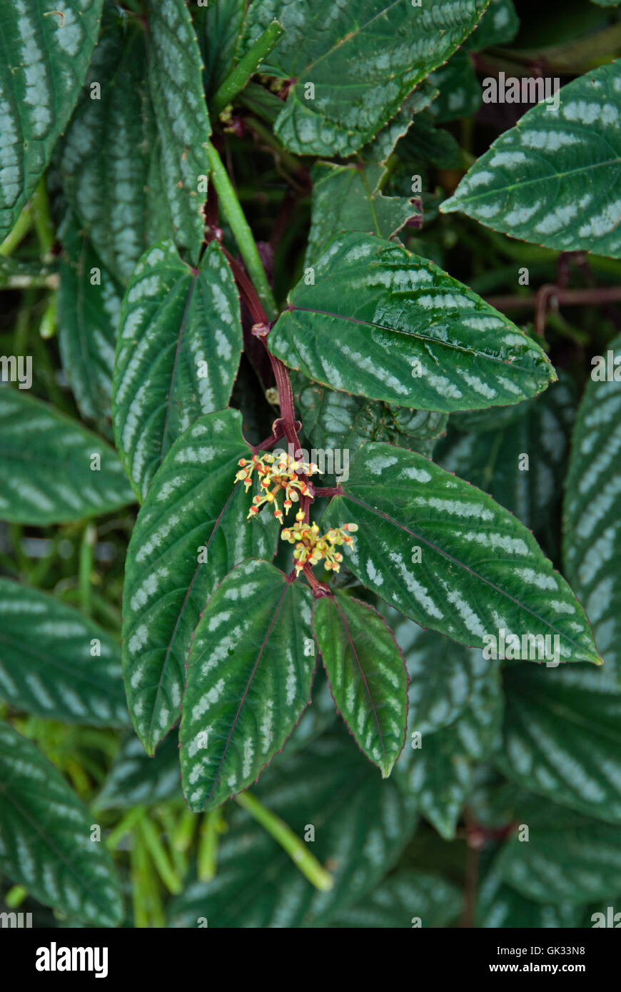 Rex Begonia Vine, dipinta Cissus Foto Stock