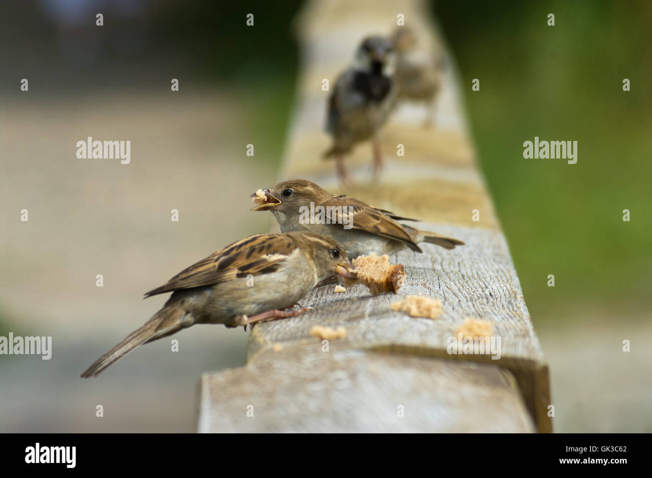 Cibo aliment bird Foto Stock