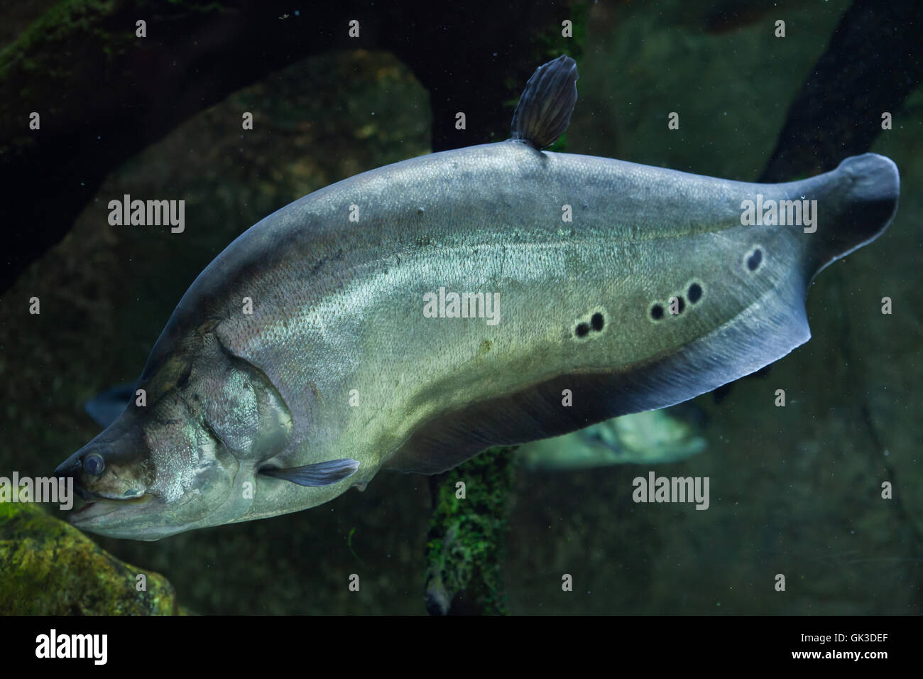 Clown knifefish (Chitala ornata), noto anche come the spotted knifefish. La fauna animale. Foto Stock