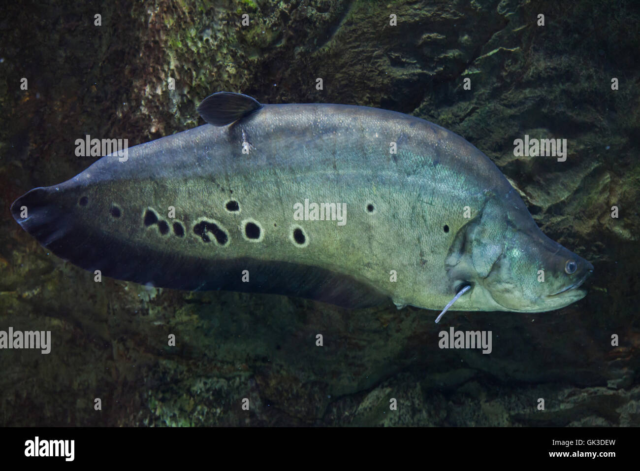 Clown knifefish (Chitala ornata), noto anche come the spotted knifefish. La fauna animale. Foto Stock