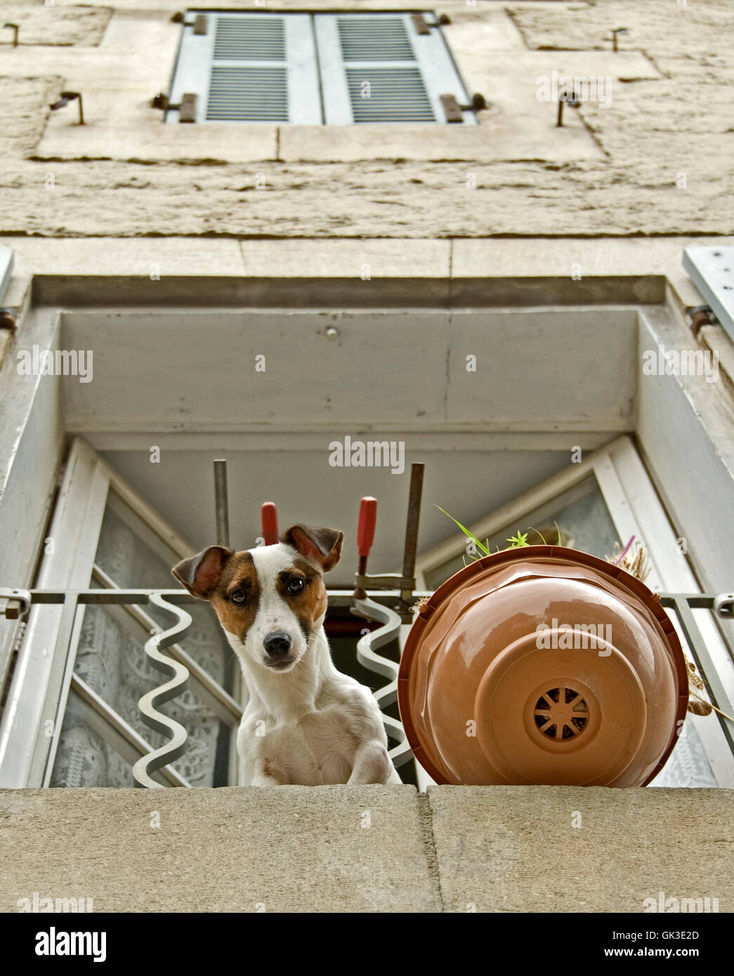 Un cane guardando fuori dalla finestra Foto Stock
