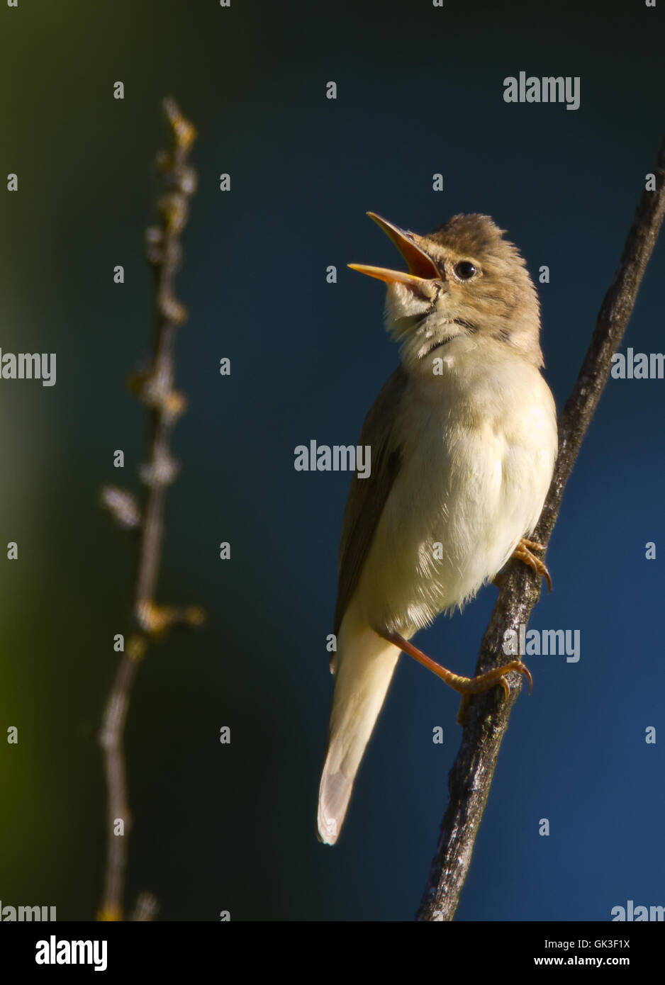 Uccello canto degli uccelli-bird Foto Stock