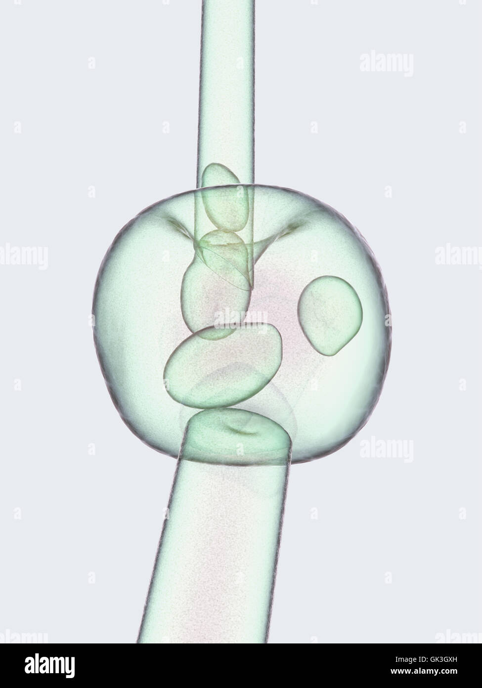 La fecondazione in vitro fecondazione Foto Stock