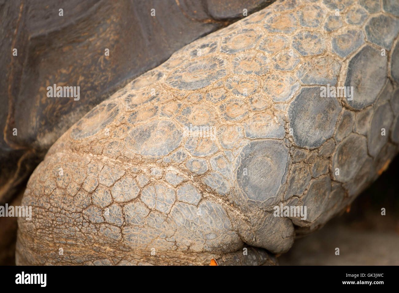 Aldabra (tartaruga Geochelone gigantea), Zoo di Boise, Julia Davis Park, Boise, Idaho Foto Stock