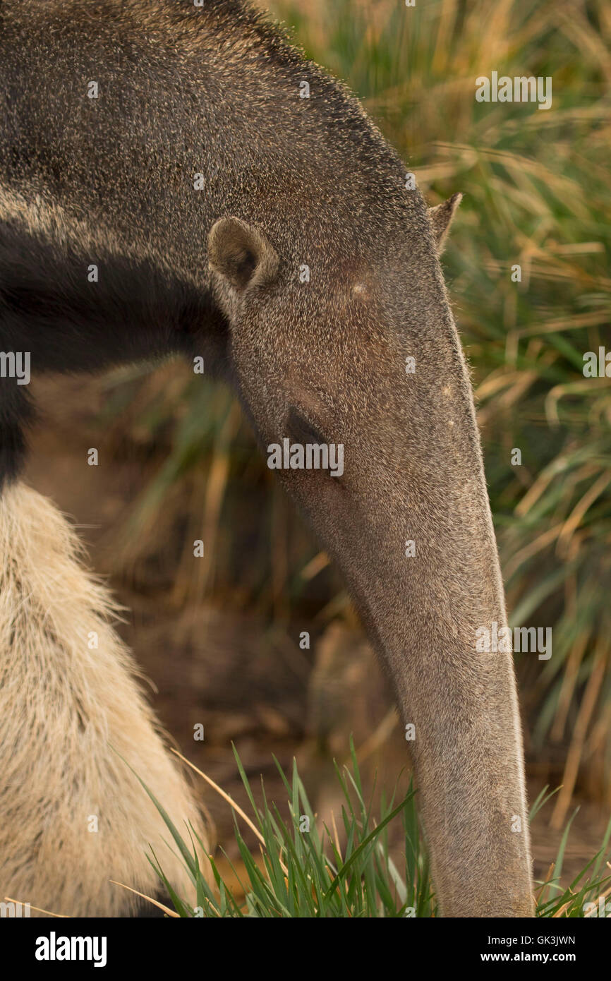 Giant anteater (Myrmecophaga tridactyla), Zoo di Boise, Julia Davis Park, Boise, Idaho Foto Stock