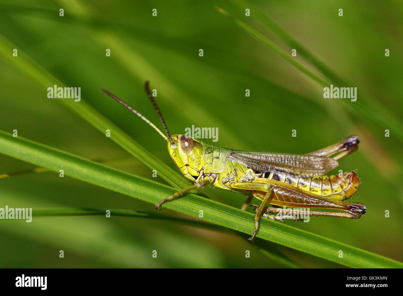 Macro ritratto di un colorato grasshopper con le gambe verso il basso nella spessa naturale habitat di erba Foto Stock