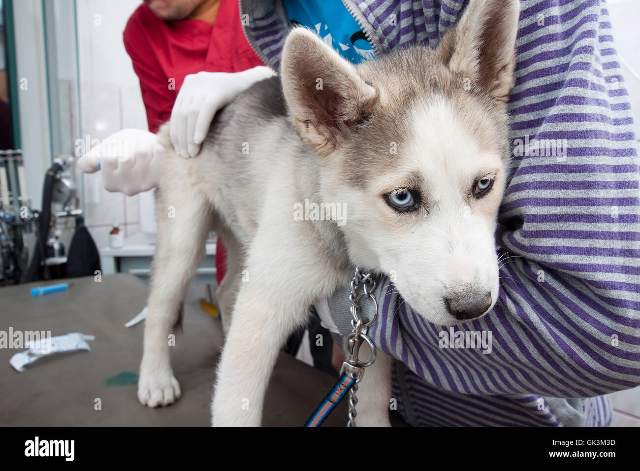 foto di cucciolo di cane