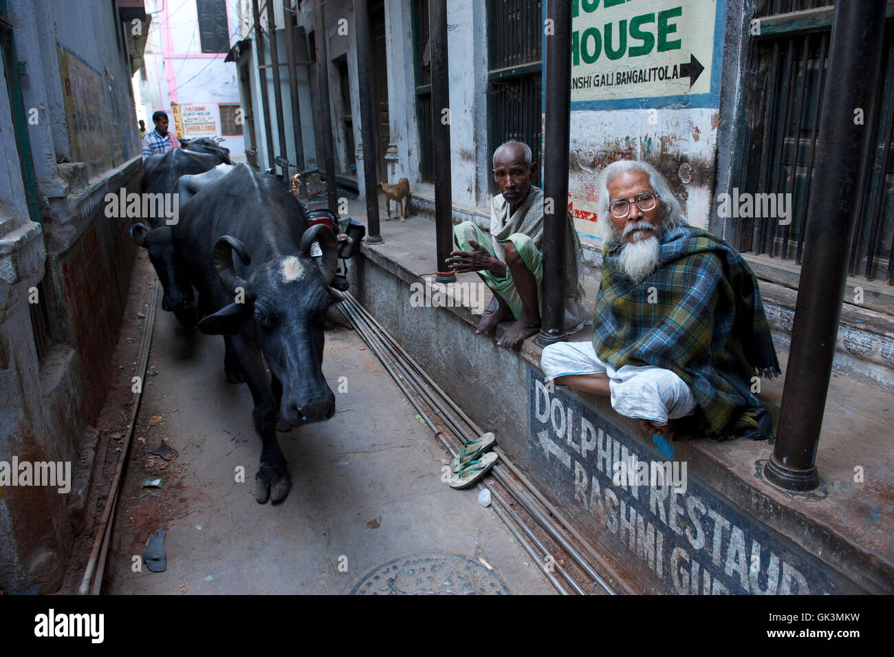 Varanasi, India centrosettentrionale, India --- le mucche sono ammassati lungo gli stretti vicoli di Varanasi e dal centro città. Varanasi, Uttar Prade Foto Stock