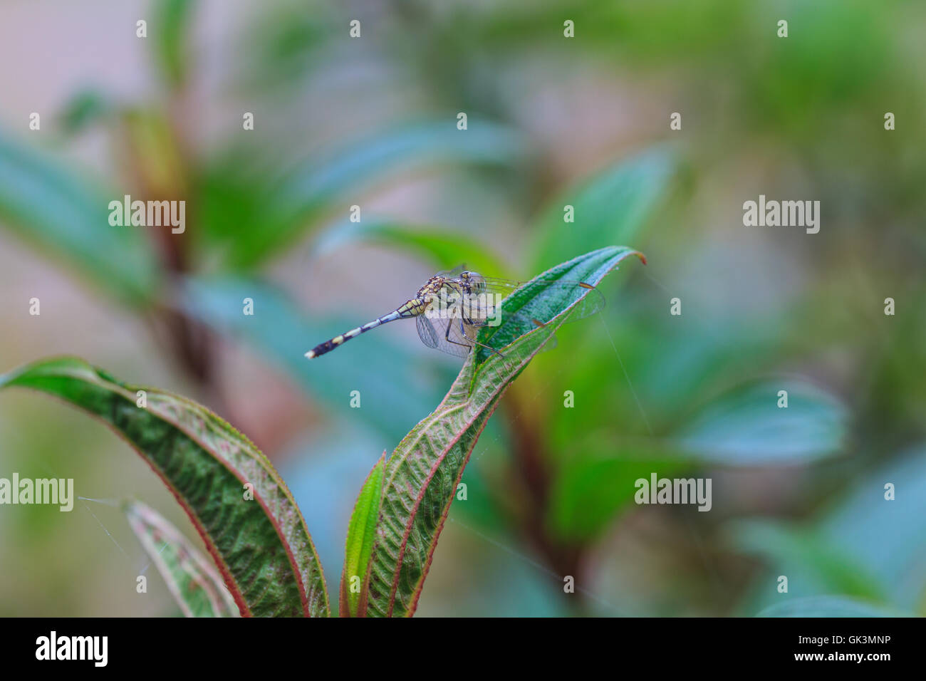 Bella libellula appoggiata su un ramo in foresta Foto Stock