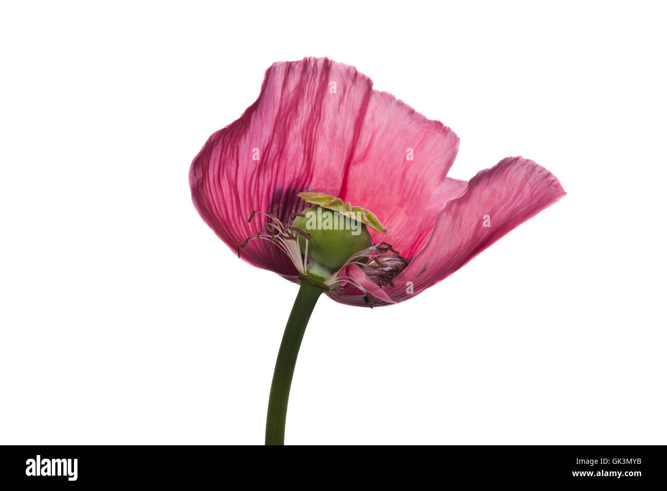 Rosa fiore di papavero Studio di testa, l'immagine orizzontale. Foto Stock