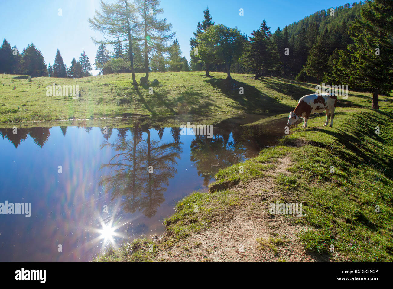 Mucca su pascolo in un prato vicino al lago Foto Stock