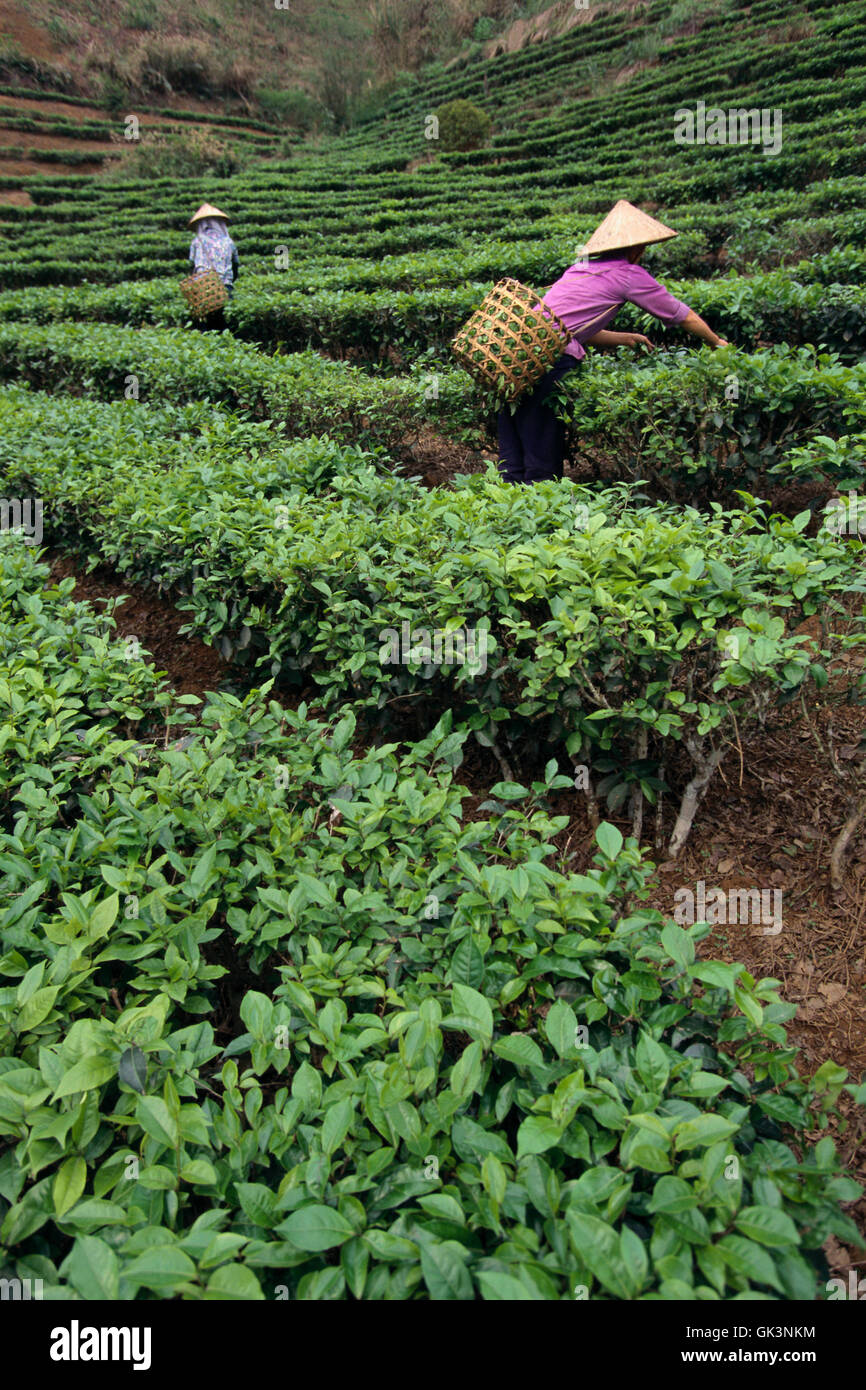 Ca. 2003, il Vietnam --- raccoglitori di tè in vietnamita sul campo --- Image by © Jeremy Horner Foto Stock