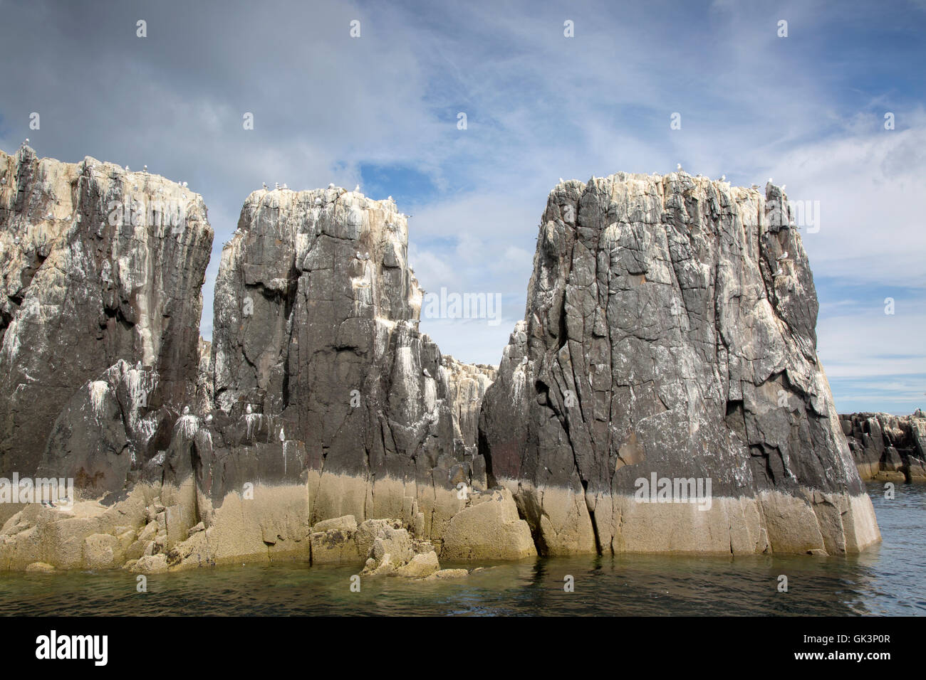 Colonie di uccelli marini di nidificazione farne Isola, Northumberland, England, Regno Unito Foto Stock
