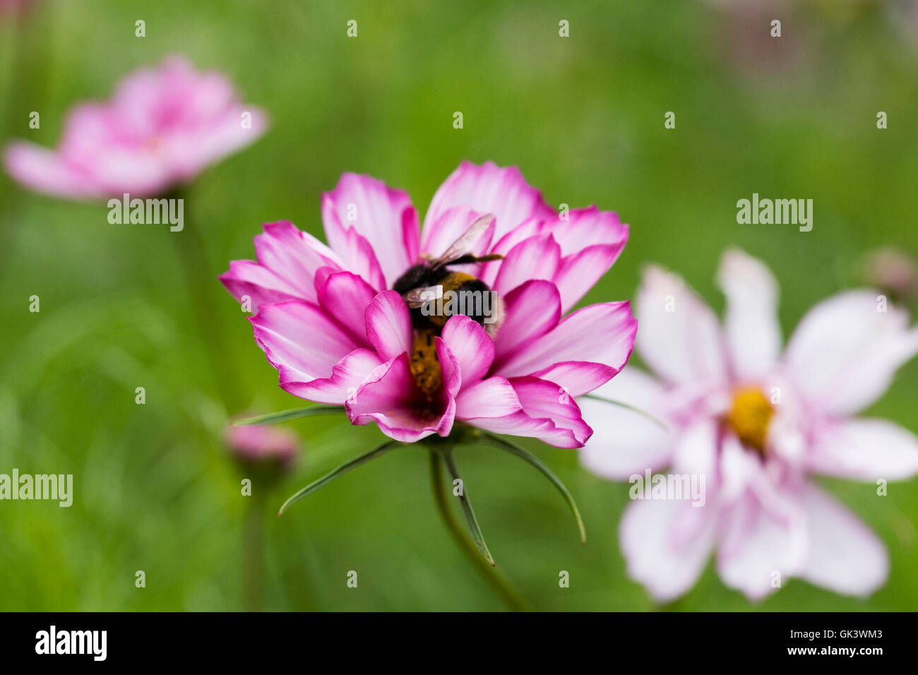 Cosmos bipinnatus 'Sweet sedici' fiori Foto Stock