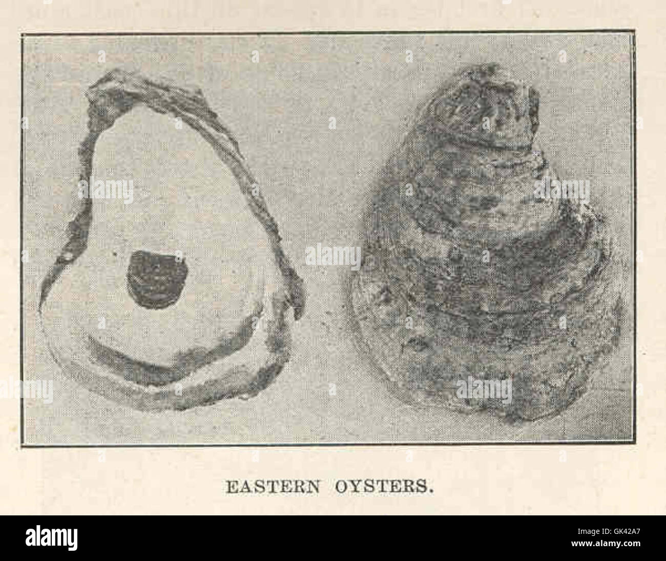 Le ostriche orientali sono originarie della costa orientale del Nord America, che si trova sia nel Golfo del Messico che nell'Oceano Atlantico. Svolgono un ruolo vitale nell'ecosistema, filtrando l'acqua e fornendo habitat per la vita marina. Foto Stock