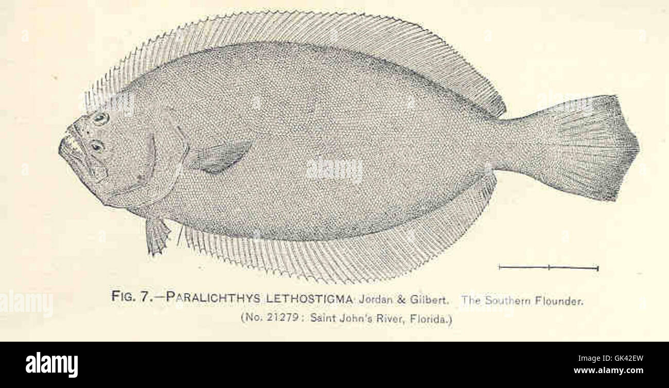 Il Paralichthys lethostigma, una specie descritta da Jordan e Gilbert, è un pesce piatto che si trova comunemente nel Golfo del Messico e nella costa atlantica. Conosciuta per la sua forma corporea unica, è una specie importante nell'ecosistema, che contribuisce alla comunità bentonica e alla catena alimentare marina generale. Foto Stock