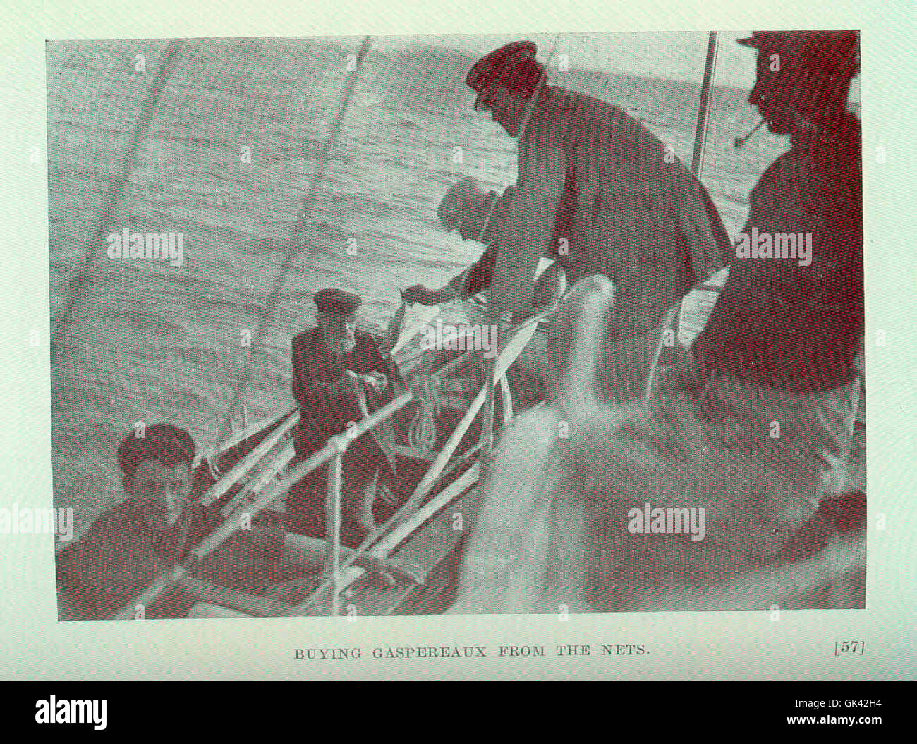 Questa immagine raffigura il processo di acquisto dei gaspereaux, noti anche come alee, dalle reti da pesca. Questi pesci sono un'importante fonte di cibo sia per gli esseri umani che per la fauna selvatica, comunemente catturati nelle regioni costiere atlantiche durante la migrazione primaverile. Foto Stock