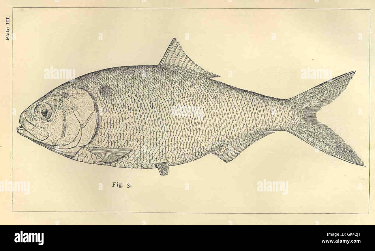 Brevoortia tyrannus, noto come il menhaden, è una specie di pesci da foraggio comunemente diffusa lungo la costa atlantica del Nord America. Svolge un ruolo cruciale nella rete alimentare, servendo come cibo per i più grandi predatori marini. Foto Stock