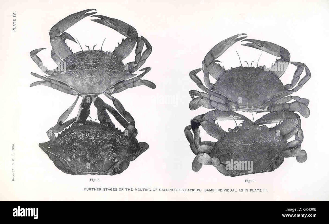 Callinectes sapidus, comunemente noto come granchio azzurro, è una specie che si trova lungo la costa atlantica del Nord America. È conosciuta per i suoi artigli azzurri distinti ed è una specie popolare nella pesca commerciale e ricreativa. Foto Stock