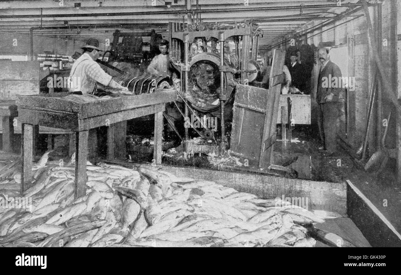 Vista interna del Iron Chink, una macchina utilizzata nelle conserve di salmone per la lavorazione del pesce. Ha rivoluzionato l'industria conserviera meccanizzando il processo ad alta intensità di manodopera, aumentando l'efficienza nella conservazione del salmone. Foto Stock