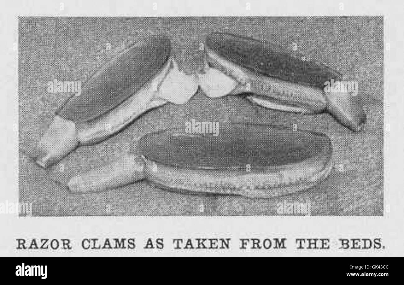 Le vongole del rasoio vengono raccolte da letti intertidali sabbiosi o fangosi. Questi molluschi sono apprezzati per le loro lunghe e sottili conchiglie e si trovano comunemente lungo le coste di varie regioni, contribuendo agli ecosistemi marini locali. Foto Stock