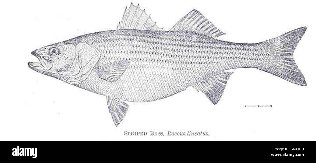 Il *Striped Bass* è un popolare pesce selvatico originario della costa atlantica del Nord America. È conosciuta per le sue distintive strisce nere ed è una specie chiave sia nella pesca ricreativa che commerciale. Foto Stock