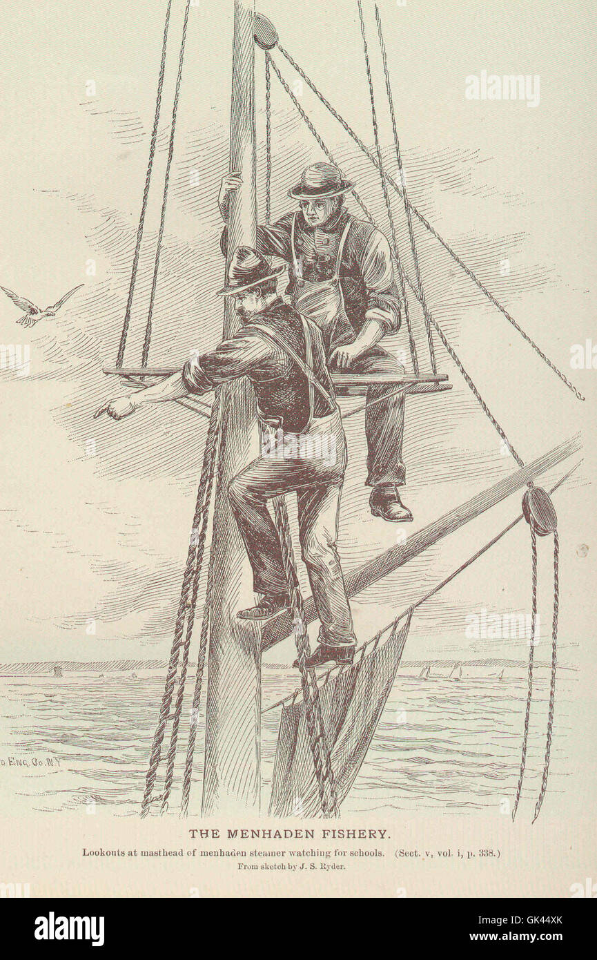 La pesca del menhaden, situata principalmente lungo la costa atlantica degli Stati Uniti, svolge un ruolo significativo sia nella pesca commerciale che come fonte vitale di oli omega-3 utilizzati in varie industrie. Foto Stock