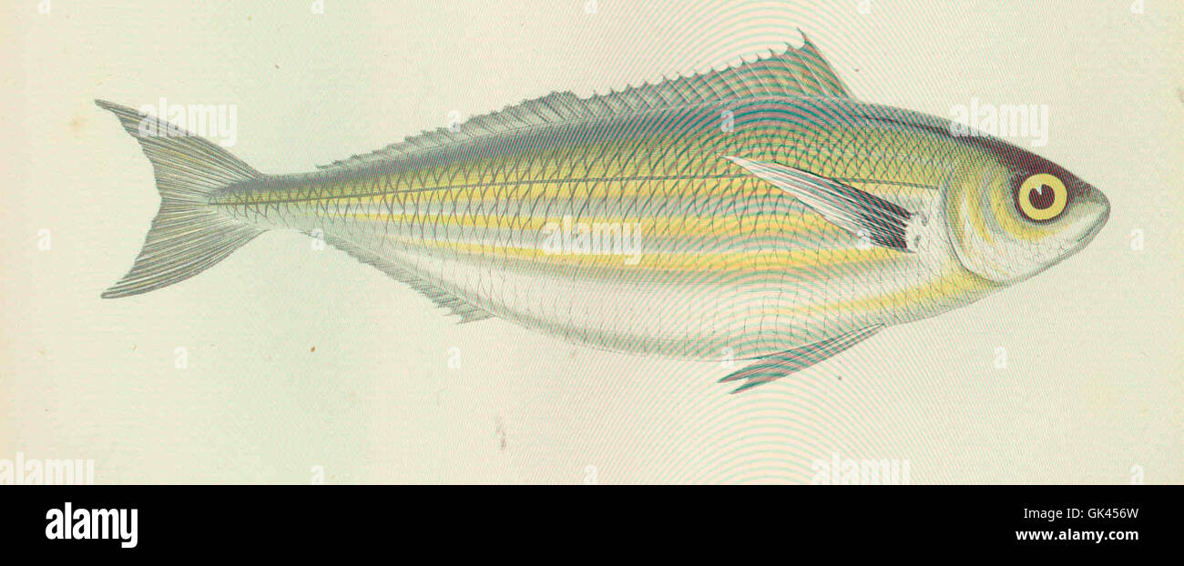 Il Bogue è una specie di pesci che si trova nelle acque europee, in genere abitano zone costiere e poco profonde. Nota per il suo comportamento scolastico, questa specie è una parte importante della rete alimentare marina, che si nutre di plancton e piccoli invertebrati. Foto Stock