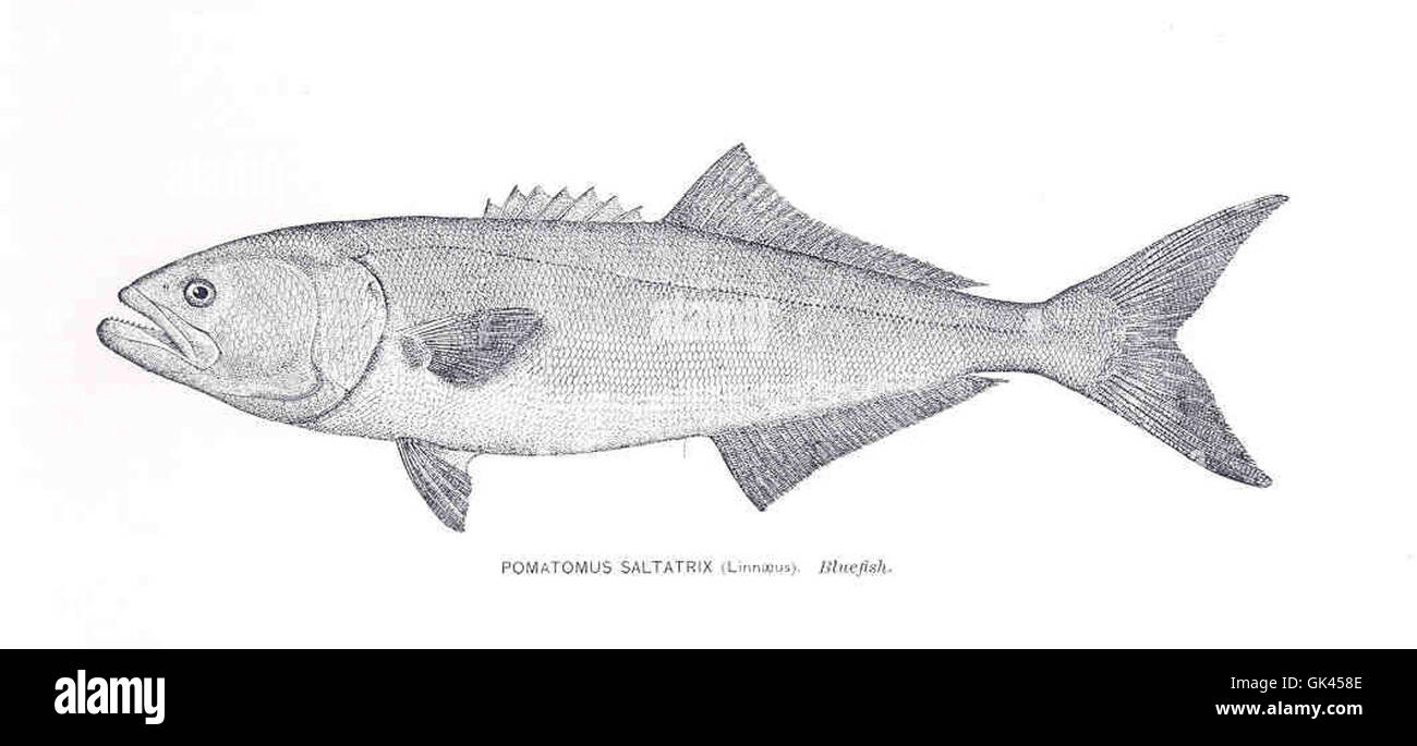 *Pomatomus saltatrix*, comunemente noto come il pesce azzurro, è una specie di pesci predatori che si trova lungo la costa atlantica. È noto per il suo comportamento aggressivo di caccia e per i denti affilati. Foto Stock