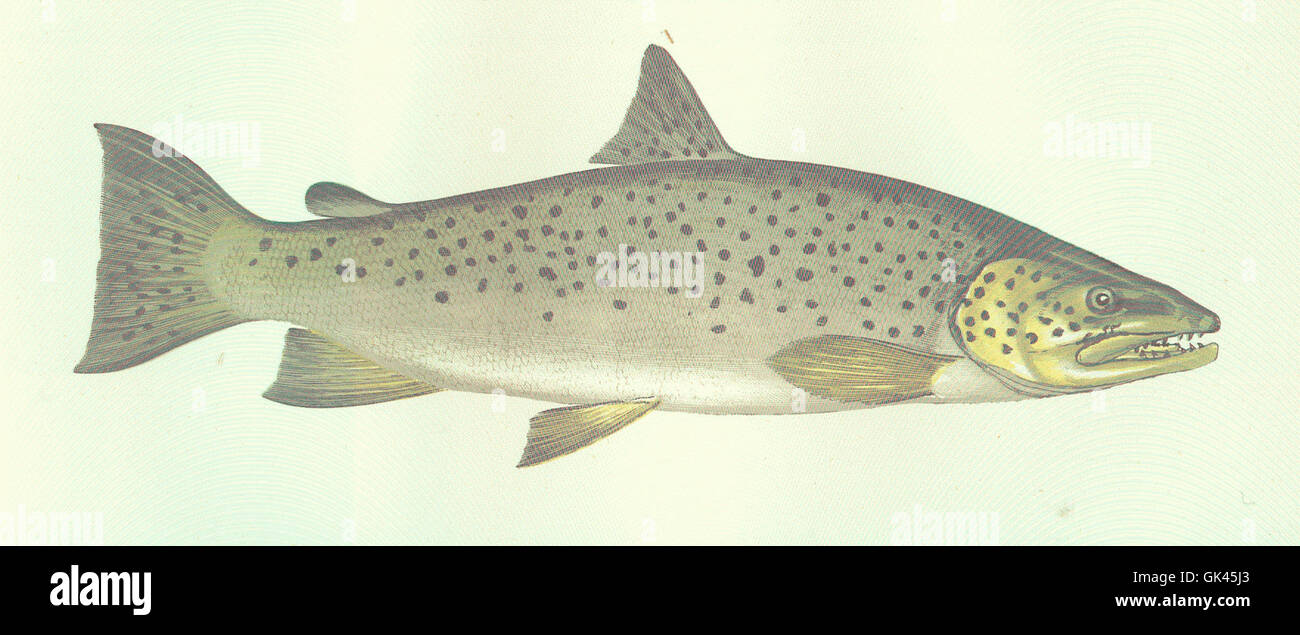 Le trote di lago (*Salvelinus namaycush*) sono grandi pesci predatori che si trovano nei laghi freddi e profondi d'acqua dolce in tutto il Nord America. Esse sono importanti sia per la pesca commerciale che per quella ricreativa per le loro dimensioni e il loro gusto. Foto Stock