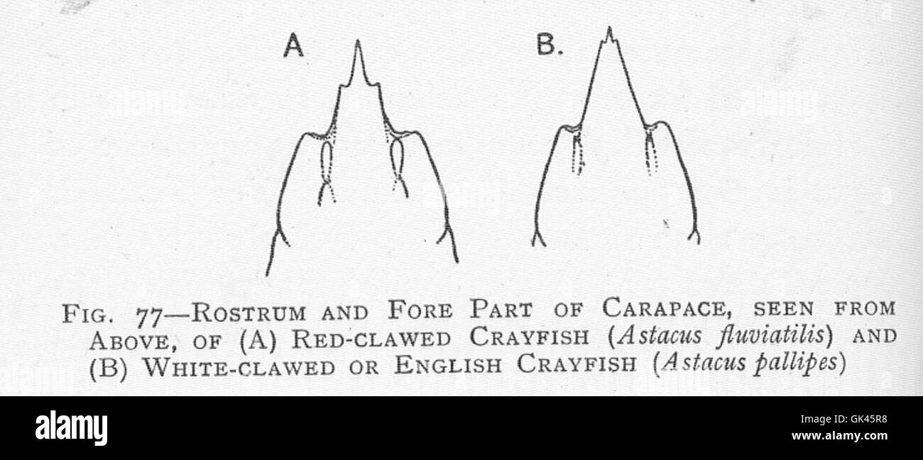46456 rostro e la parte anteriore del carapace, visto da sopra, di (A) rosso-artigliato gamberi di fiume (Astacus fluviatilis) e (B) bianco-artigliato o Foto Stock